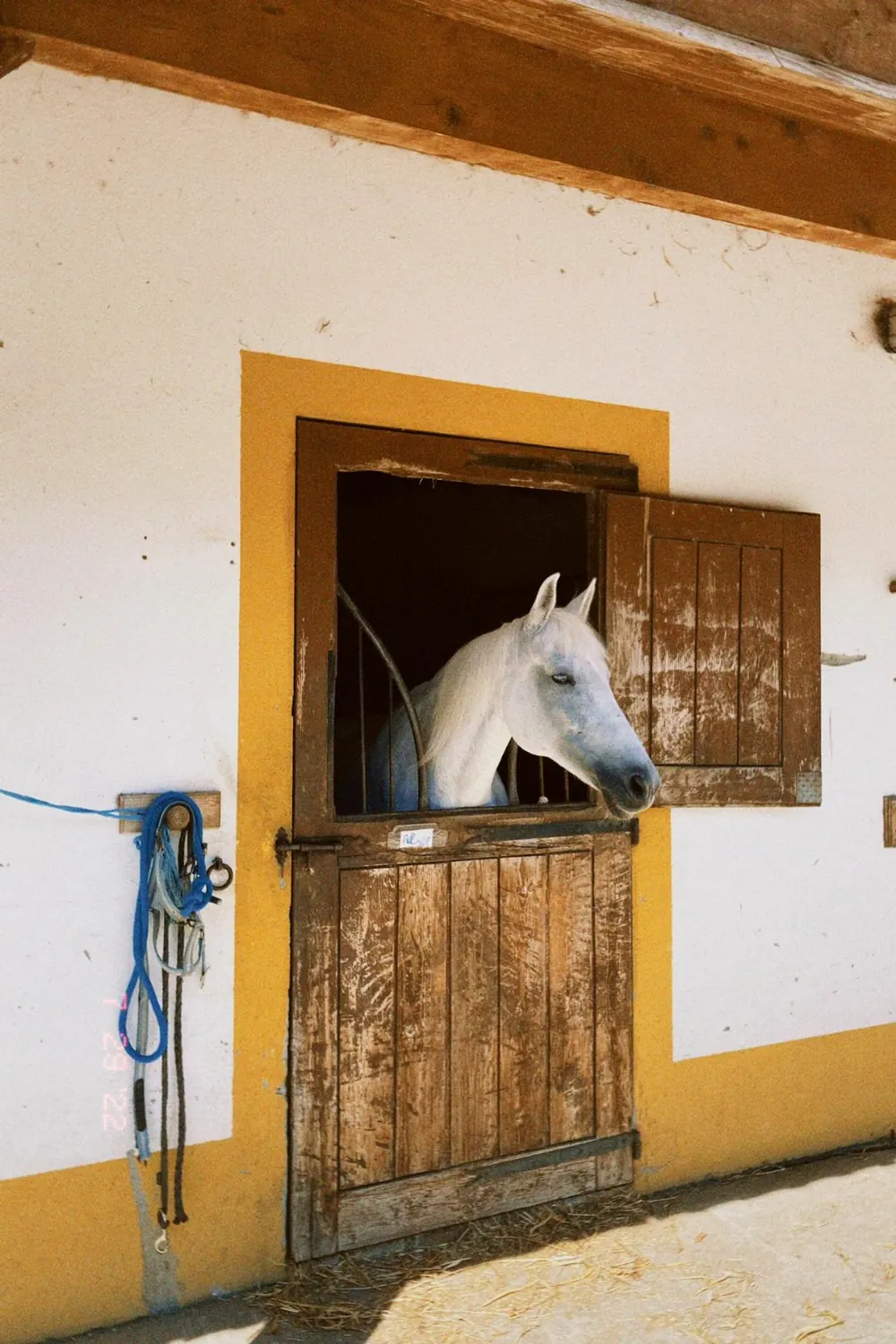 Cavalo branco à porta da cavalariça, com o aro pintado de amarelo